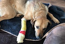 Tierarztkosten - Seda Hagemann