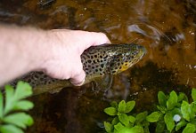 Bachforelle - Symbolbild: Pixabay