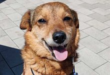 Estrella - 1 - Tierheim Detmold