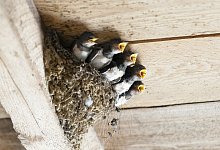 schwalben - Symbolbild: Pixabay