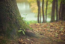 Esche - 1 - Symbolbild: Pixabay