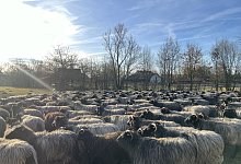 Heidschnuckensch&auml;ferei Senne - Jennifer Retslav