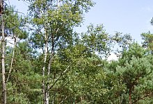 02_moorbirke_hiddeser_bent - Landesverband Lippe