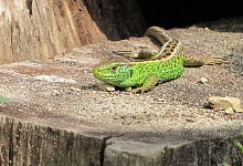 img_3600 - Ulrich Kaminski