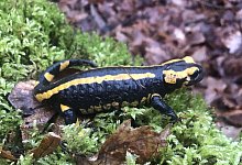 feuersalamander3 - 1 - 1 - Georg Kälble