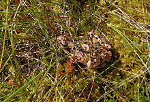 moorfrosch-02 - BUND Lemgo