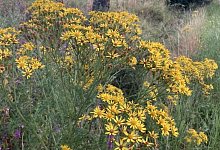 microsoftteams-image-1 - Landwirtschaftskammer