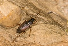 guebo_2008_0457 - Dr. G&uuml;nter Bockwinkel