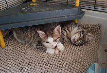 Kätzchen Lemgo - Silke Bergemann