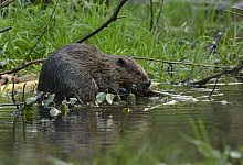 bild_1_biber - Wald und Holz NRW