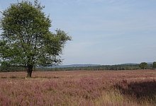 Senne - Johannes Wiemann-Wendt/F&ouml;rderverein