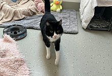 babsi1_0423 - Tierheim Detmold