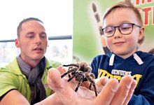 keine-angst-vor-der-grammostola-rosea-eine-rote-c-202002021648-full - Fotorechte: Renaldo Neigert