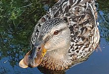 Ente Klaus ist weg - Helma Olderdissen