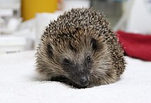 img_5970 - 1 - Susanne Blersch