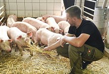 Der Schlachtkonzern T&ouml;nnies unterst&uuml;tzt nach eigenen Angaben die Umstellung auf tierfreundlichere Formen der Haltung. - T&ouml;nnies