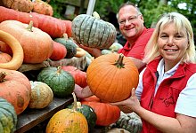 Rahmenartikel/ Servicethema Audience Familie: Kürbisschnitzen in Bielefeld - 1 - Archiv: Barbara Franke
