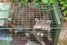 waschbaer1 - Andreas Wolf