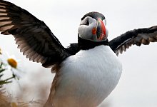 pressebild-island-papageitaucher - Rainer Joerger