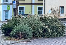 Weihnachtsb&auml;ume - Raphael Bartling