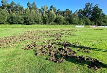 DT Wildschweine - 1 - Bildrechte: VfL Hiddesen