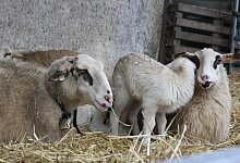 Im Fr&uuml;hjahr werden auf Hof Steckenpferd viele L&auml;mmer geboren. Dabei sollen die Kita-Kinder auch mal zuschauen. - Anne Neul