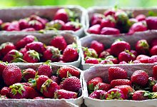 Eine Erdbeer-Verkaufsh&uuml;tte wurde &uuml;berfallen. - Jan-Henrik Gerdener