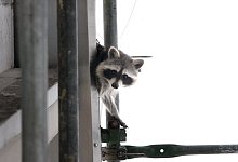 Kletterk&uuml;nstler: Waschb&auml;ren f&uuml;hlen sich zunehmend in St&auml;dten wohl. Das f&uuml;hrt zu Problemen. - Alexandra Buck