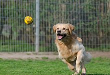 golden-retriever-750592_1280 - Symbolbild: Pixabay/825545
