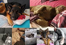 Haben Hunde etwas im Bett verloren? - Privat