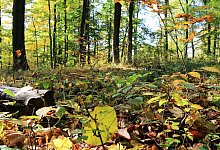 2016_1023_141545av-herbst-im-teutoburger-wald - Martin Düsterberg