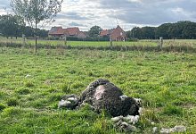 Auf der Wiese in Seelenfeld wurden sieben von neun Schafen get&ouml;tet. Es handelt sich dabei um rauhwollige pommersche Landschafe. - Privat
