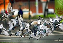 Die Tauben in der Innenstadt sollen durch ein gezieltes Management reduziert werden. - Sarah Jonek