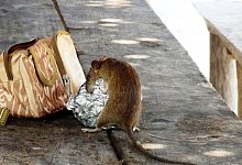 rat-1979242 - pixabay.com