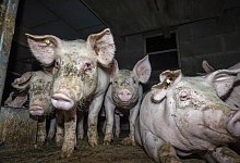 Dem Deutschen Tierschutzb&uuml;ro liegt aus sieben Westfleisch-Zulieferbetrieben erschreckendes Bildmaterial vor. Die Aufnahmen zeigen kranke, verletzte und tote Tiere. - Deutsches Tierschutzb&uuml;ro e.V.
