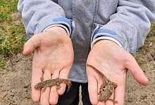 Molche im Kindergarten Stemmen - Anna Fleischfresser
