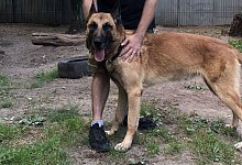 "Prinz" ist wieder wohl behalten bei seinem Pfleger Maik Strecker. - Tierheim Gütersloh