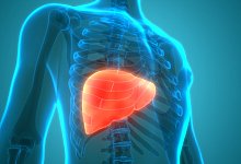 Human Internal Digestive Organ Liver Anatomy - picture alliance / Zoonar