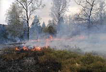 Fl&auml;chenbrand in Horn-Bad Meinberg - Feuerwehr Horn-Bad Meinberg