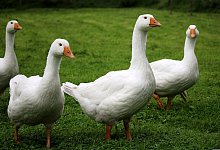 gaense - Symbolbild Pixabay