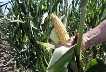 Gentechnisch ver&auml;nderter Mais - Norbert F&ouml;rsterling