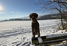 Pudel Schoki - Meik Sprenger