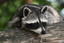 raccoon-3820327_1280 - Pixabay