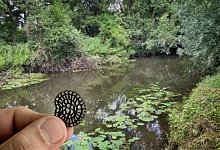 rosette2 - Markus Voss/Andreas Fr&uuml;cht