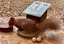 Tiere - Alexandra Schaller