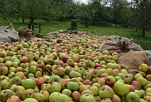 Apfelernte 2021 - Willi Hennebrüder