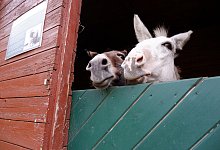 Rosalie und Olli - Lorraine Brinkmann