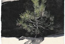 eva-pietzcker-junger-baum-japanischer-holzschnitt-handkoloriert-33-x-31-cm - Kunstverein Lemgo