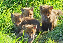 200422-jungfuchse - Robin J&auml;hne