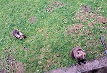 braunbaeren_jojo_und_flocon_aufnahme_aus_der_schweiz_1 - Stadt Bielefeld